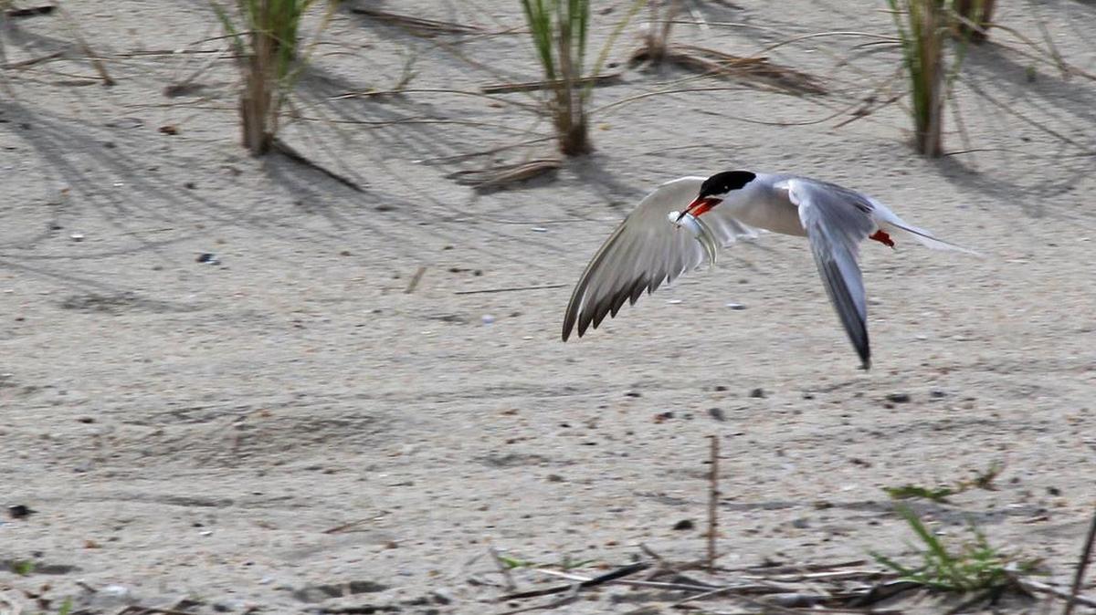 A common tern carries a fish to its young in the dune.