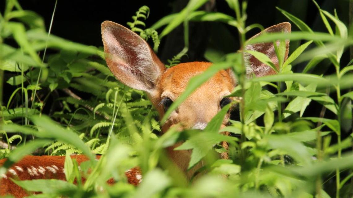 ‘Dr. Deer’ challenges the Pa. Game Commission’s perspective on chronic wasting disease