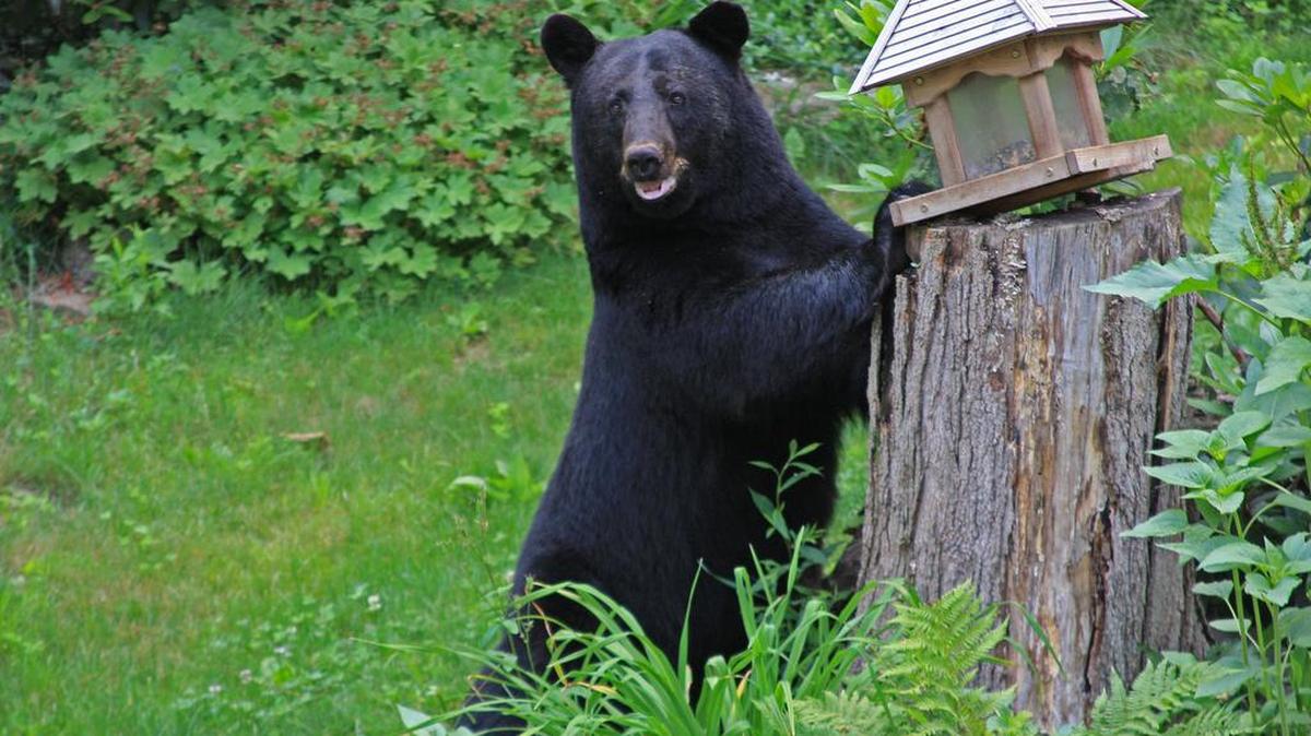 A large black bear helps himself to birdseed.