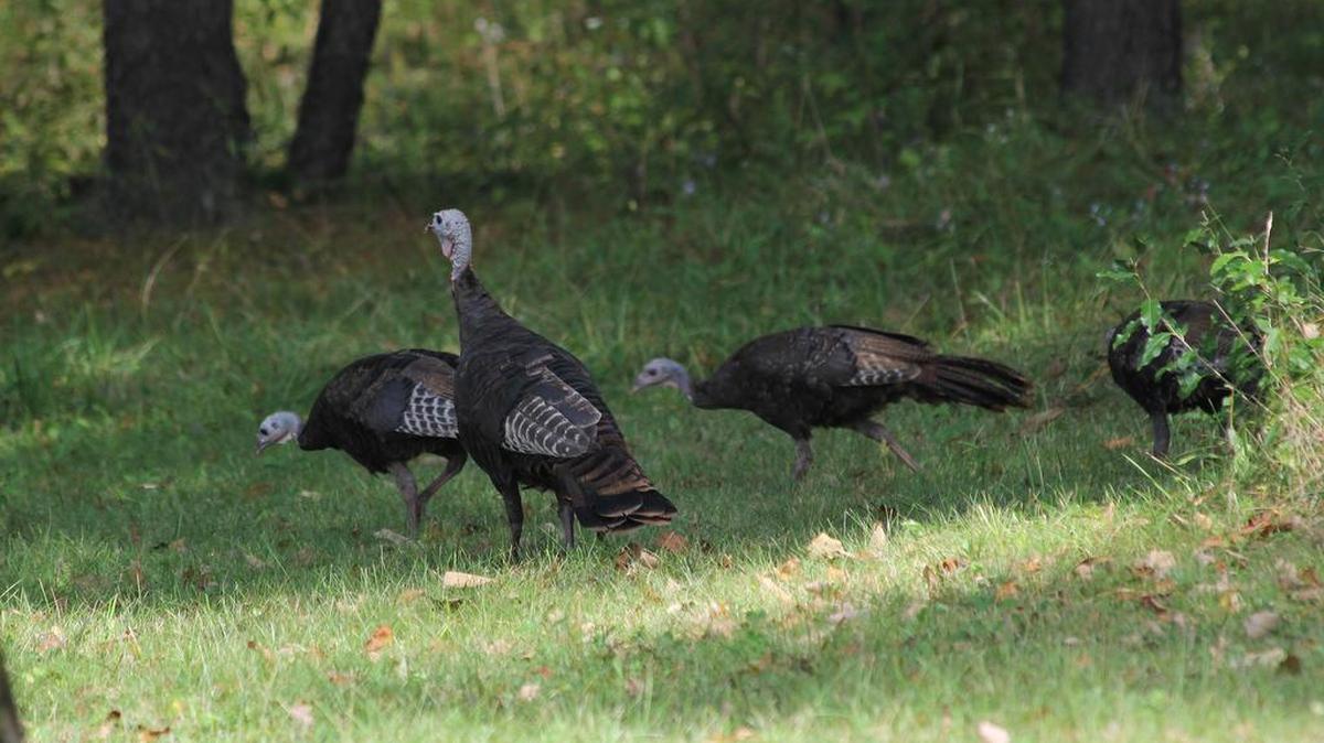 The Pennsylvania Game Commission is asking for help from the population to keep track of the turkey population. Above are hen turkeys looking for a meal.