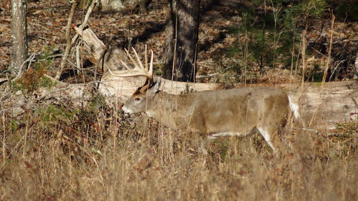 Hunters eagerly await opening day for deer hunting