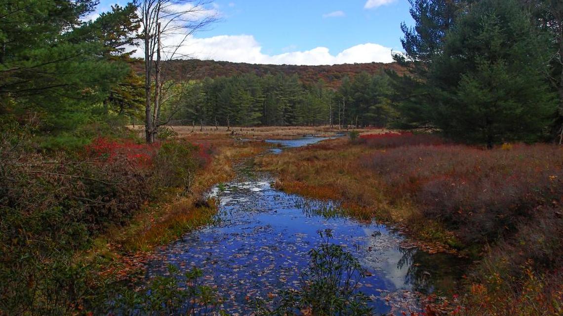 Cranberry Swamp trail provides scenic views
