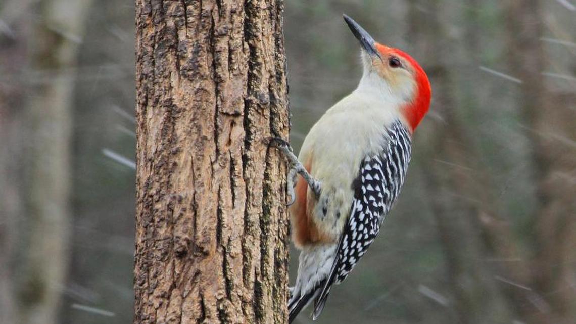 Great Backyard Bird Count coming next month