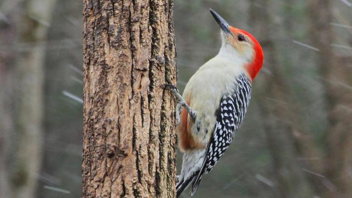 The red-bellied woodpecker is a rather aggressive feeder visitor.