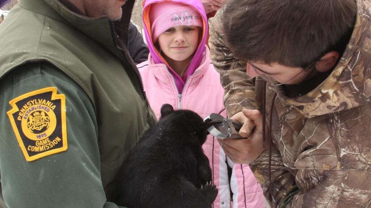 A 7-week-old bear cub is fitted with ear tags.