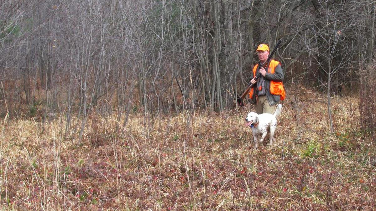 Ernie Szabo and his English setter, Kit, prospect for woodcock in Elk County.