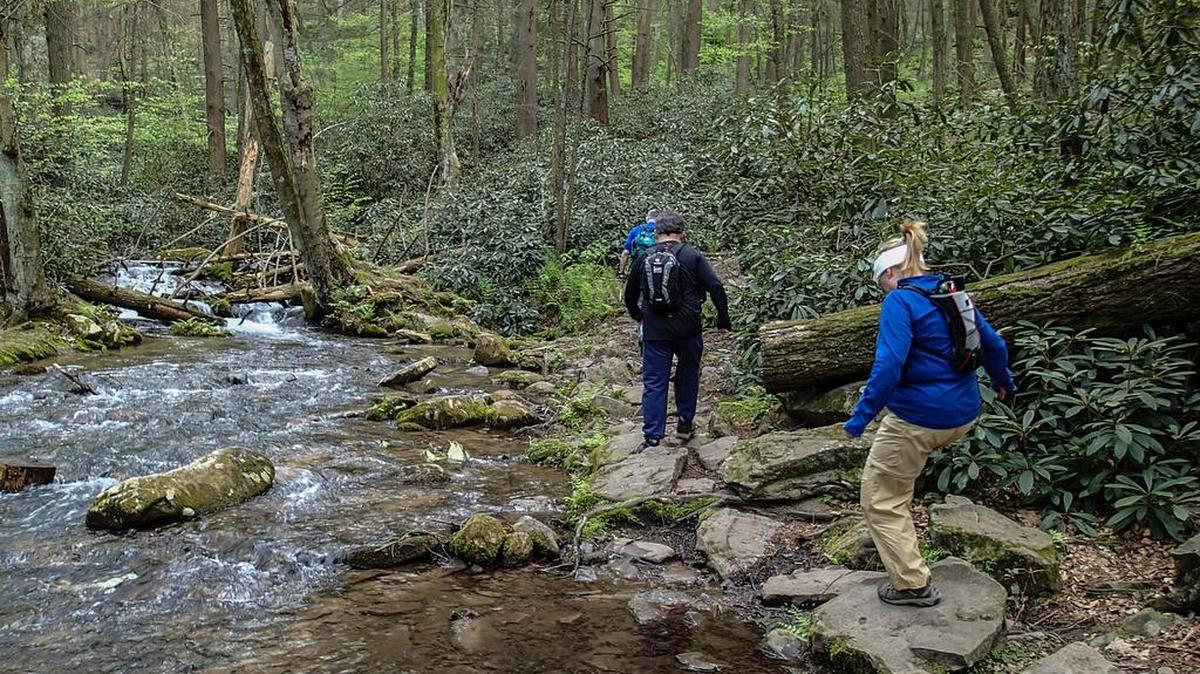 Trail along a stream in Shingletown Gap.
