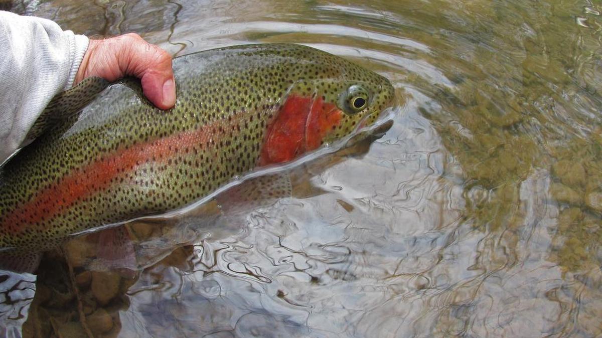 A large rainbow trout is released back into the cold, clear water.