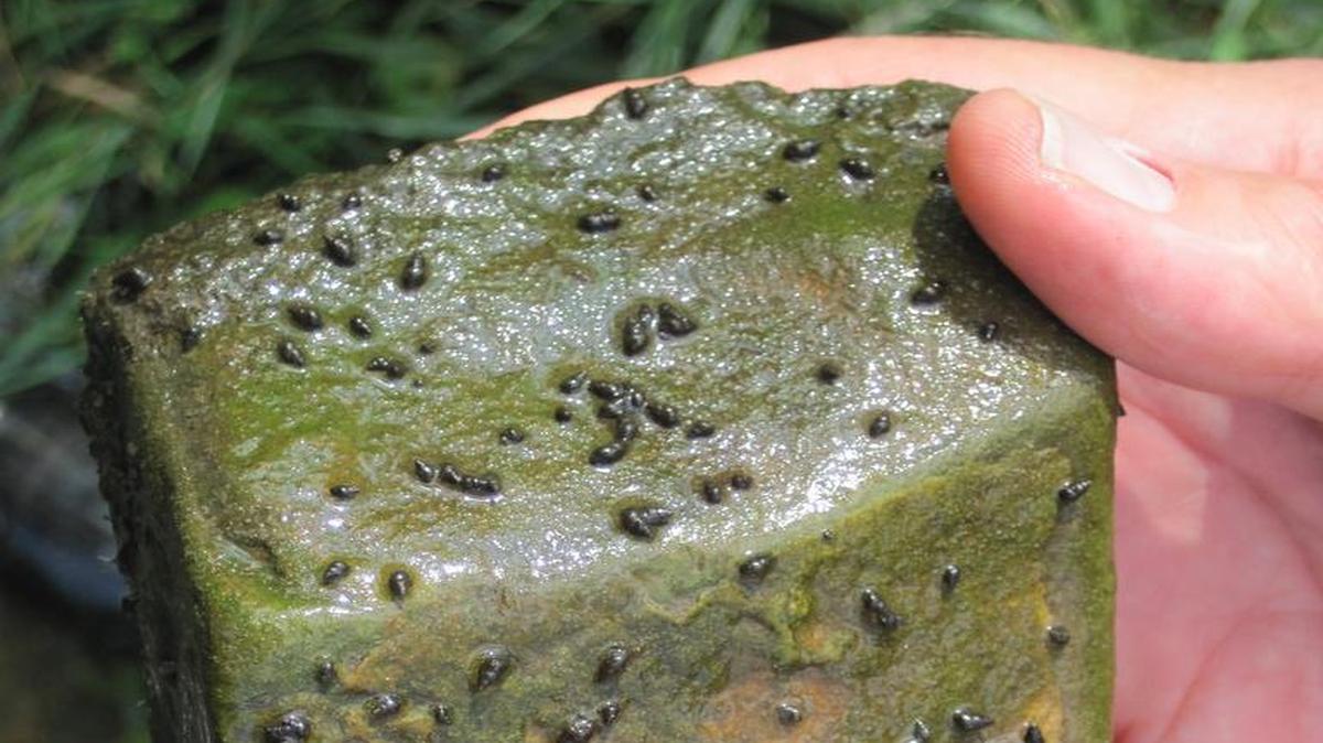 New Zealand mudsnails living on a submerged rock in Spring Creek at Fisherman’s Paradise.