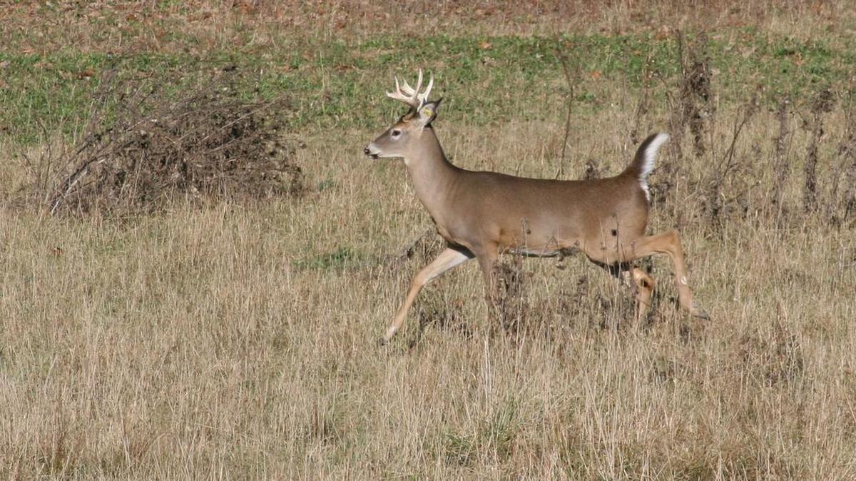 The Elk County deer were wearing colored ear tags similar to this captive buck.