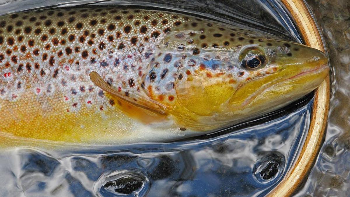 If you want to take photos of your catch, consider the possibilities with leaving the trout partially in the water for the photos.