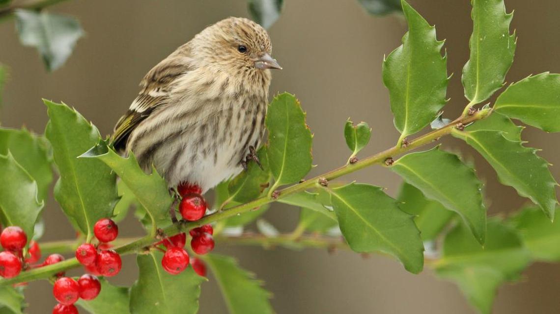 A pine siskin finch perched on a holly branch.