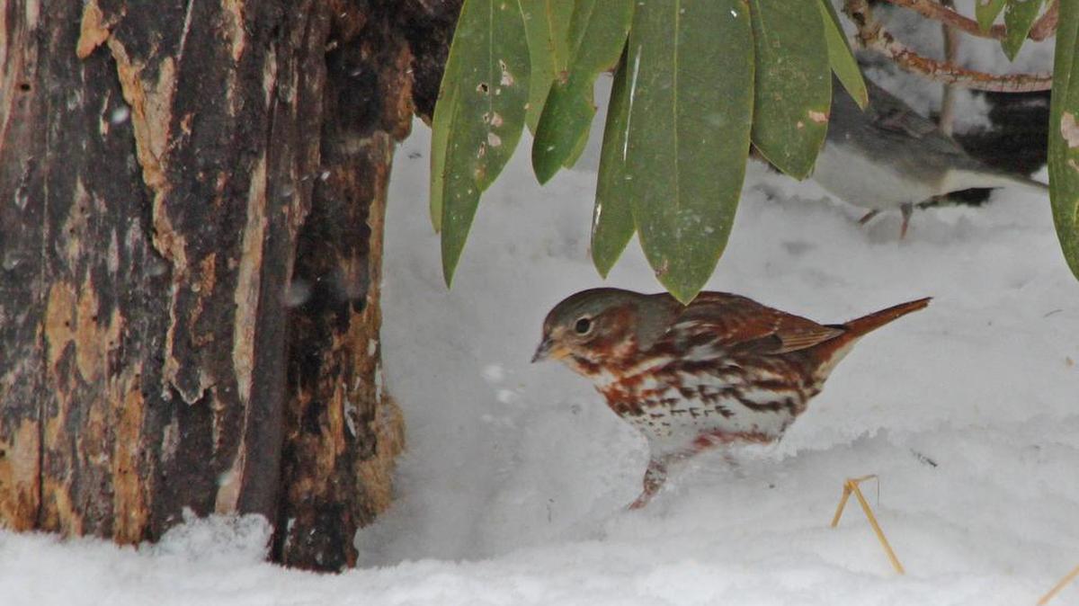 Fox sparrows are passing through Centre County this month — on their way north.