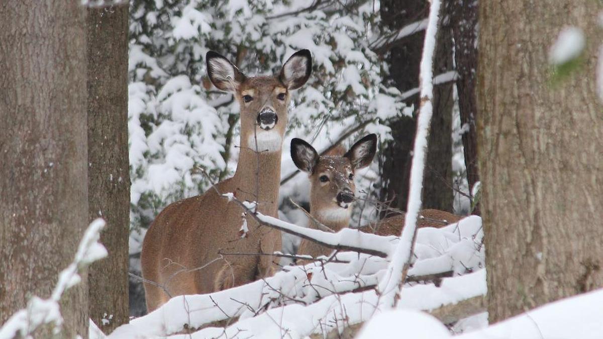 The Pennsylvania Game Commission reported deer harvests of only 10 to 20 percent in study areas. “These are some of the lowest rates ever recorded during deer research in Pennsylvania,” said Duane Diefenbach.