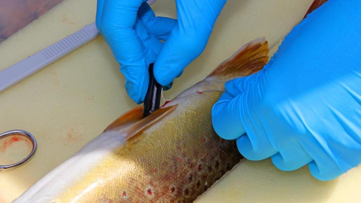 A transmitter is surgically implanted by Dr. Uma Ramakrishnan in a wild brown trout. This year's transmitters will be half this size and less likely to be expelled.