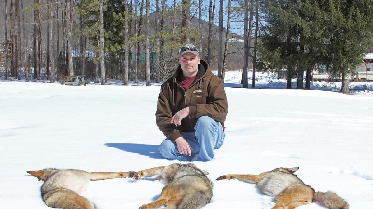 Dave Boron of Drifting entered three coyotes in the Centre County 2015 Liberty Township Coyote Hunt.