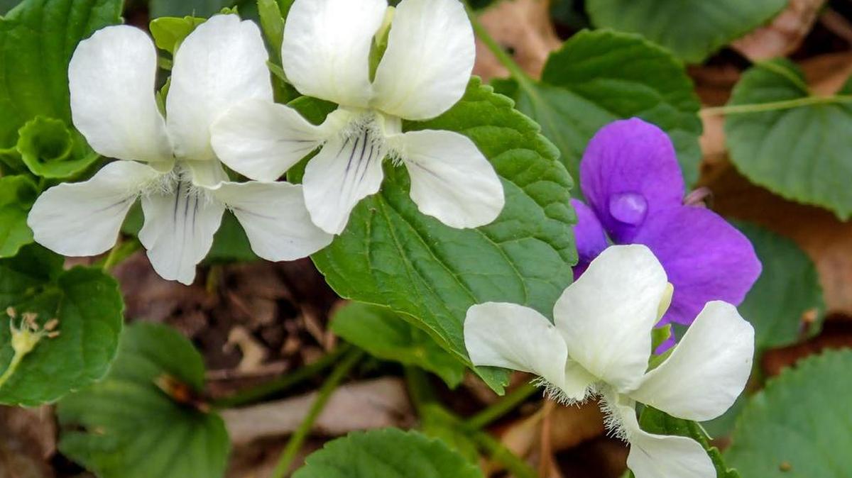 Cream violets are found along the Lower Trail.