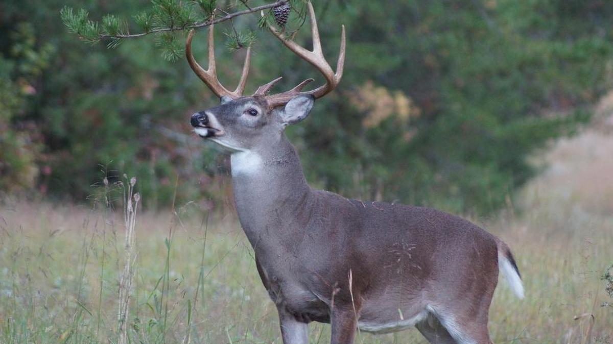 All hunters will be looking to get a trophy buck like this one on Monday on the opening day of deer hunting season.