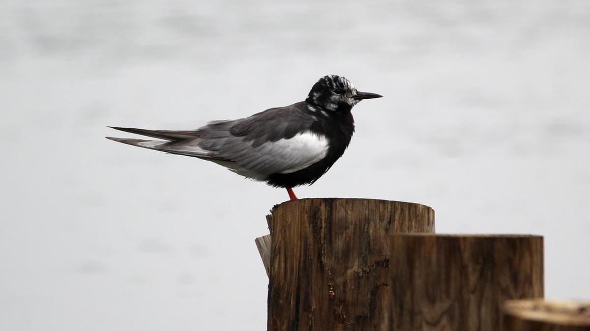 A very rare white-winged tern perches on a post at Lake Nessmuk in Tioga County.