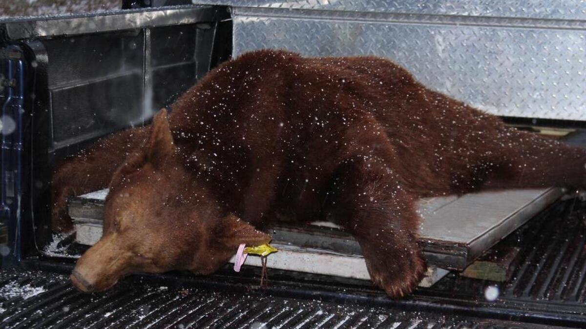 A 237-pound cinnamon-phase black bear was harvested in Rush Township, Centre County, by Daryl Walk, of rural Port Matilda. In Pennsylvania, cinnamon bears make up much less than one percent of the population.