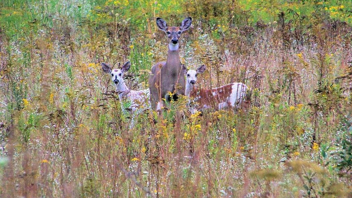 A mother doe and her piebald fawns graze near Clarence.