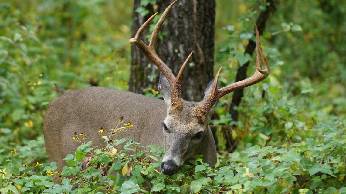 Archery deer season underway as first signs of Autumn show