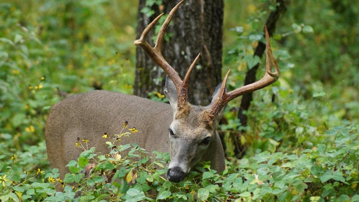 Antler restrictions have increased the number of mature bucks in Pennsylvania forests. A record 59 percent of last year's harvest was made up of bucks 2 1/2 years old and older.