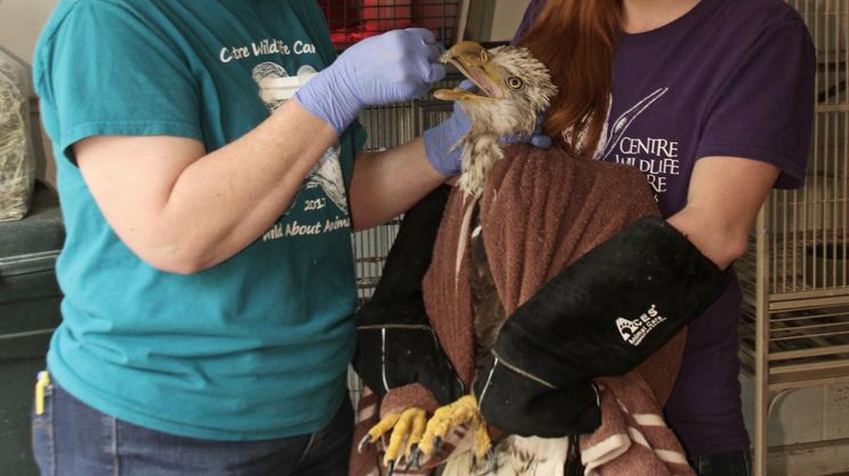 Wildlife rehabilitator Robyn Graboski, left, and Penn State senior Kali Gulliver tube-feed a lead-poisoned bald eagle at Centre Wildlife Care.