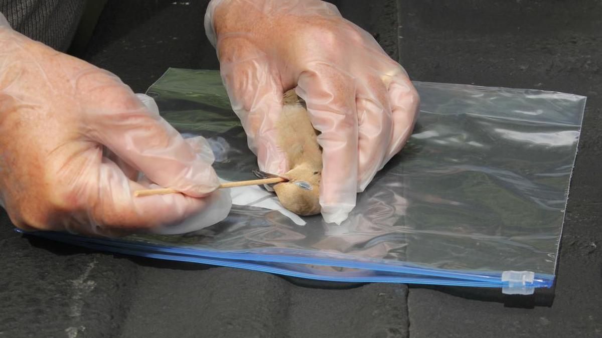 Bert Lavan uses a swab to collect a saliva sample from a dead mourning dove.