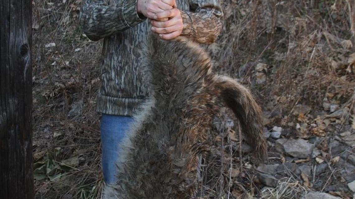 Organized coyote hunts setting records