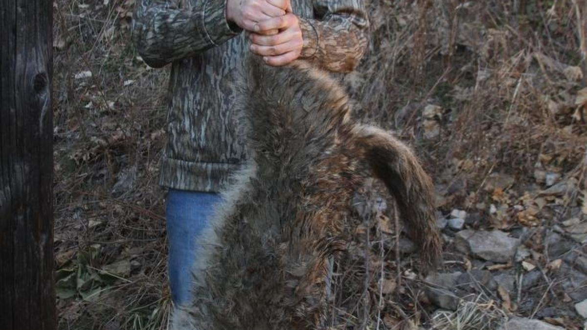 Casey Passilla, of Meadville, won $11,013 at the Mosquito Creek hunt with his 44.95-pound female coyote.