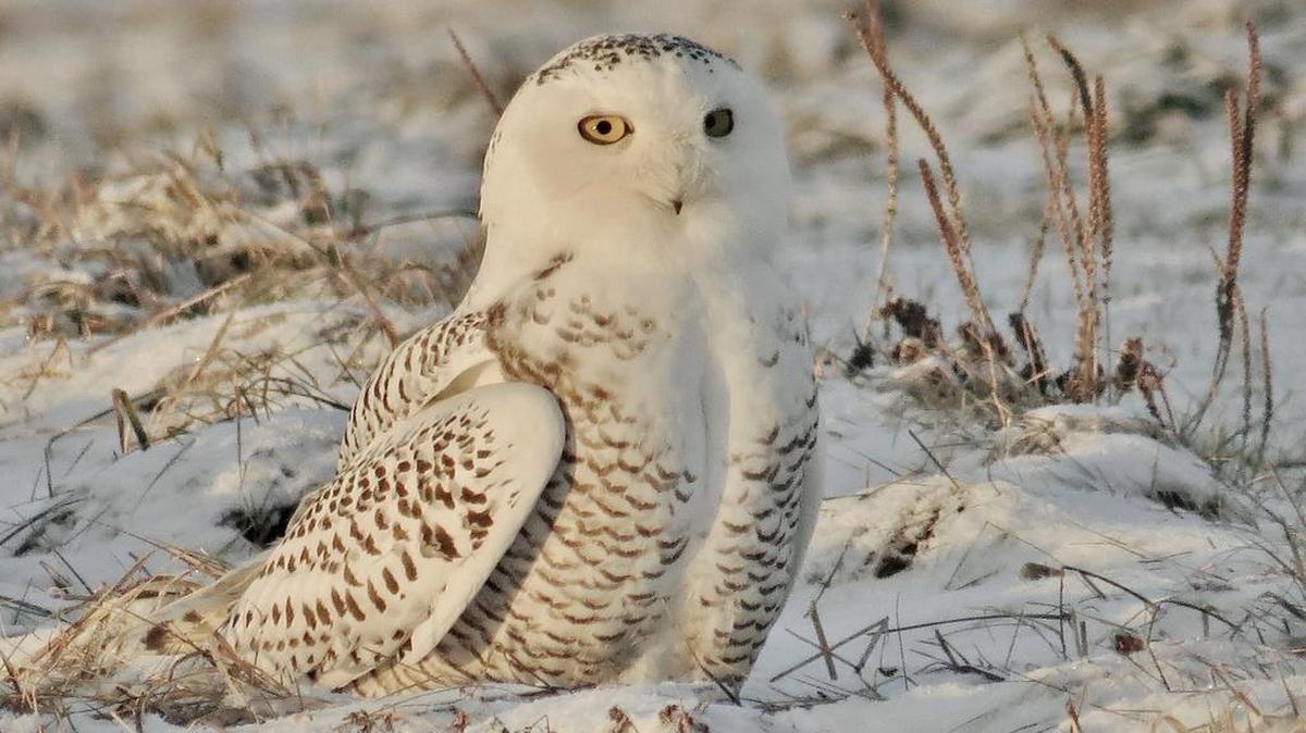A snowy owl has been spending the winter near LeRaysville in Bradford County, northern Pennsylvania.