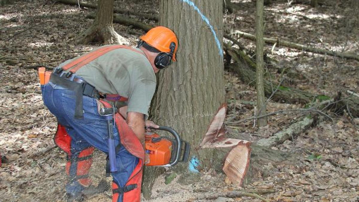 A logger harvests a hemlock tree. Consider getting free forestry services before selling timber.