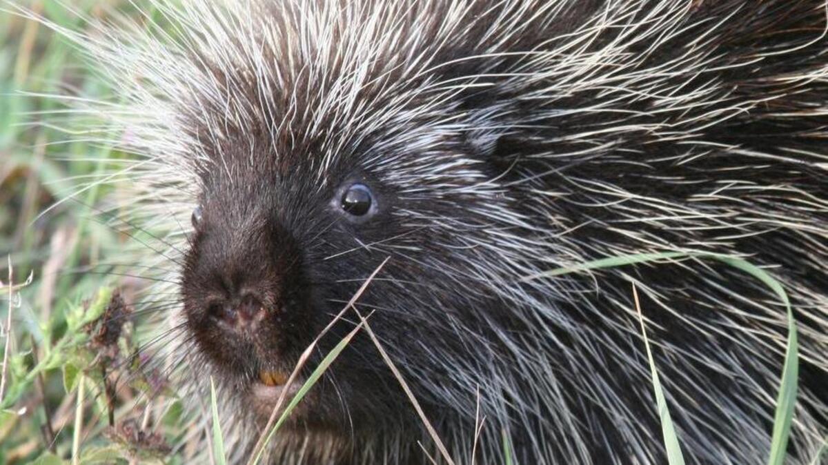 The Pennsylvania Game Commissioners gave final approval to classifying the porcupine as a furbearer. Although no porcupine trapping season yet exists, the board’s action paves the way for such a move.