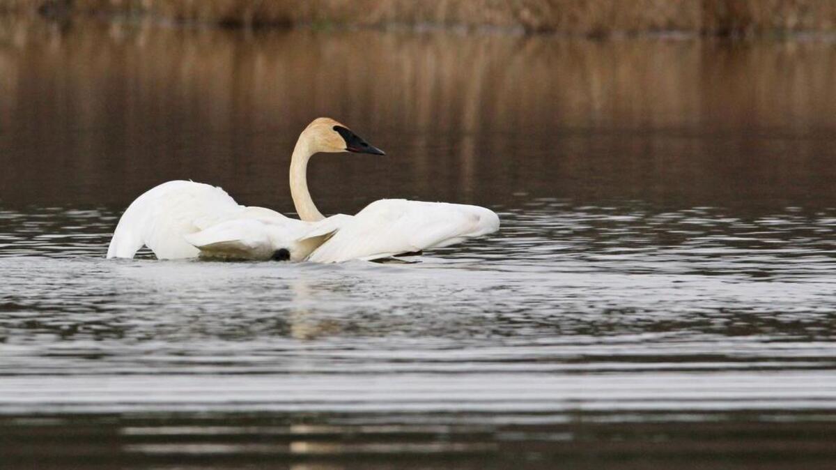 A male trumpeter swan displays its wings for a nearby female on a pond in northern Blair County in early April. The appearance was an extremely rare siting in central Pennsylvania.